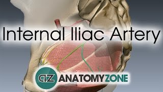 Internal Iliac Artery [upl. by Aihsat837]