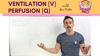 Ventilation V Perfusion Q Coupling [upl. by Ludba]