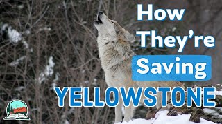 How Wolves Brought Yellowstone Back to Life [upl. by Idram125]