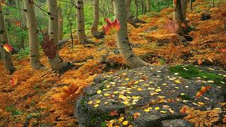 5 HOURS Autumn Leaves Falling  Fall Season  Nature Screen Saver  Relaxing Video [upl. by Afital]