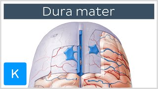 Dura mater  Function Location amp Layers  Neuroanatomy  Kenhub [upl. by Nahpos842]