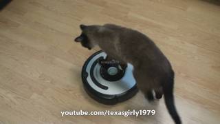 Cat shows HOW TO use iRobot Roomba Vacuum [upl. by Lleunamme]