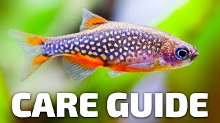 Care Guide for Celestial Pearl Danios  Aquarium CoOp [upl. by Frangos917]