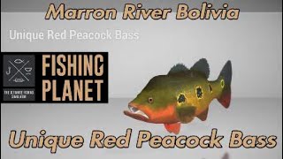 Unique Red Peacock Bass  Marron River Bolivia  Fishing Planet [upl. by Esydnac]