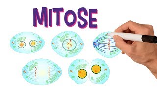 ✅ FASES DA MITOSE  DIVISÃO CELULAR [upl. by Nymassej]