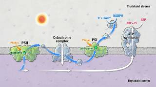 Photosynthesis Part 5 Light Reactions  HHMI BioInteractive Video [upl. by Gnel]