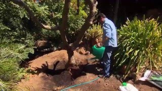 The Garden Gurus  Transplanting Frangipani [upl. by Mcnamara]