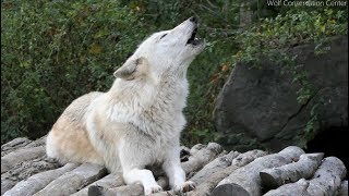 Twenty Five Wolves Howling [upl. by Sloane]