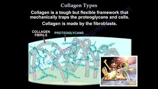 Collagen Types  Everything You Need To Know  Dr Nabil Ebraheim [upl. by Sagerman]