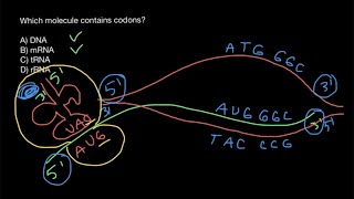 Codons and anticodons explained [upl. by Lednik]