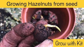 Growing Hazelnut Trees from Seed  Stepbystep guide [upl. by Ahsilahk]