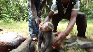 Hunters holding up primate bushmeat to camera including crowned monkey and puttynosed monkey Lidj [upl. by Naresh]