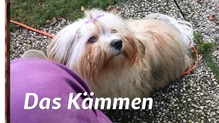 Havaneser Fellpflege Kämmen Havanese grooming [upl. by Ibrik]