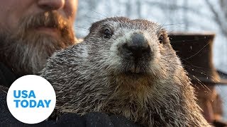 Groundhog Day 2020  USA TODAY [upl. by Rozella]