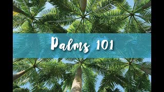 Palms 101 Part 1 [upl. by Darcie672]