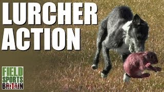 Fieldsports Britain  Lurcher action [upl. by Topper]