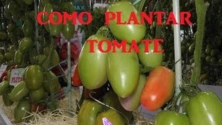 Como plantar tomate tutoramento e desbrota [upl. by Liryc135]