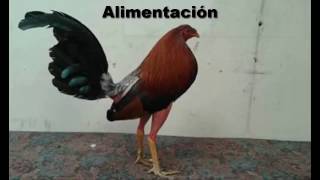 Alimentación de gallos [upl. by Esiralc985]