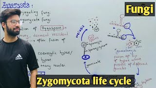 Zygomycota life cycle  Characteristics  Class 11 Biology [upl. by Amesari]