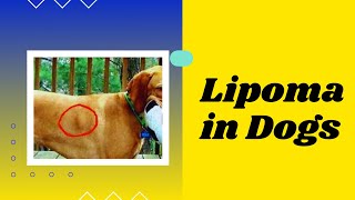 Lipoma in Dogs  Symptoms Treatment amp Prevention  Dog Health [upl. by Okeim]