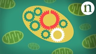 Mitochondrial diseases [upl. by Wash]