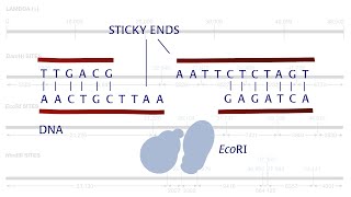 DNALC Short Restriction Enzymes [upl. by Gemina]