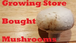 Growing Store Bought Mushrooms [upl. by Hardner]