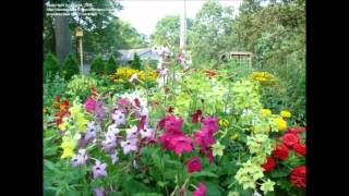 Nicotiana alata Flowering Tobacco [upl. by Notsej]