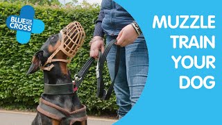 Muzzle Training Your Dog  Blue Cross [upl. by Oyam]