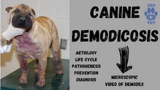 Canine DemodicosisVeterinary Parasitology [upl. by Ivor]