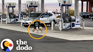 Stray Dog Was Living On Stolen Starbucks In The Grand Canyon  The Dodo [upl. by Hiltner]