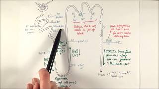 A2 Biology  Selective reabsorption OCR A Chapter 155 [upl. by Ydderf]