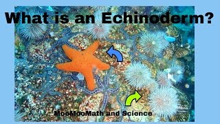 Echinoderm Facts [upl. by Lielos775]