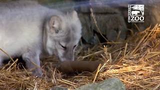 Arctic Fox Enrichment  Cincinnati Zoo [upl. by Ailegna]