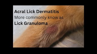 How to stop excessive licking on a dog in the leg or paw area Treating a Lick Granuloma [upl. by Perlie]