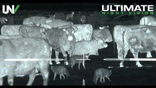 Thermal Predator Hunting  45 Coyotes Down with the IR Hunter MKIII [upl. by Carnahan]