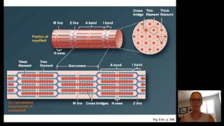 Lecture15 Muscle Physiology [upl. by Maffei108]