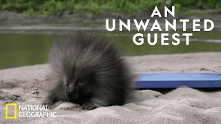 Porcupine Proofing a Cabin  Life Below Zero [upl. by Deanne]