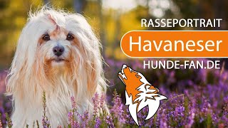 ► Havaneser 2019 Rasse Aussehen amp Charakter [upl. by Alyl]