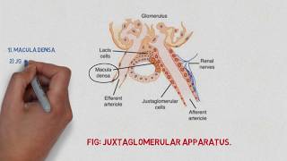 Juxtaglomerular apparatus  Easy notes [upl. by Renelle705]