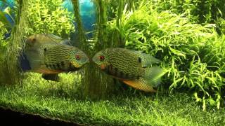 Cool agression  quotfightingquot between spotted severum Heros notatus males [upl. by Einnhoj]