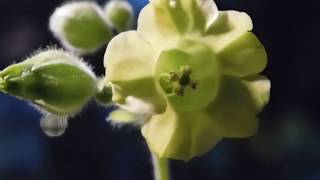 Nicotiana Rustica Flowers Growing Aztec Tobacco [upl. by Gabriel587]