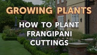 How to Plant Frangipani Cuttings [upl. by Uranie504]