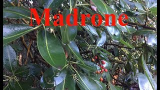 MADRONE TREE [upl. by Llenad]