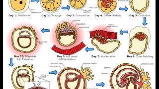 Development of Germ Layers from the Zygote [upl. by Turoff107]