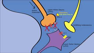 Muscle Relaxers  Mechanisms Indications Side Effects [upl. by Domenico496]