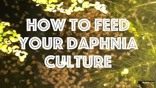 How To Feed Your Daphnia Culture [upl. by Burris263]