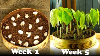 How To Grow Cocoa From Seeds [upl. by Estelle]