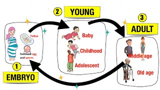 Human Life Cycle [upl. by Cristine]