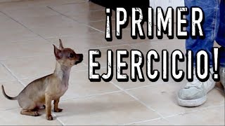 El PRIMER ENTRENAMIENTO de un perro CACHORRO  MartGon [upl. by Kevin]